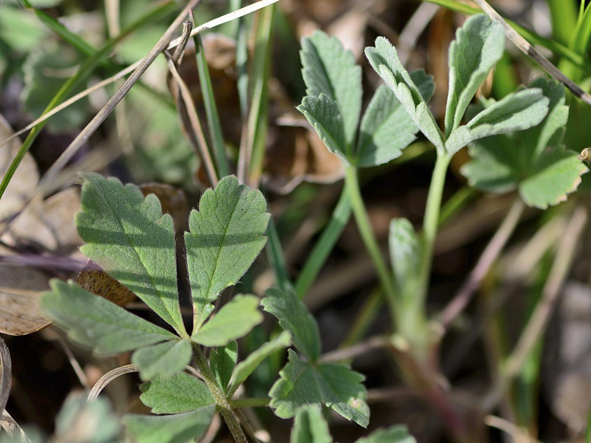 Potentilla cinerea ssp. tommasiniana